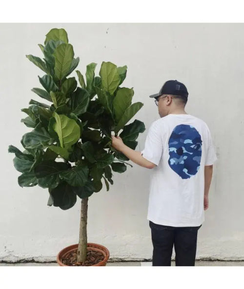 10 Best Plant Nurseries In Singapore [2024] BestInSingapore